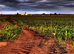 A farming field with crops